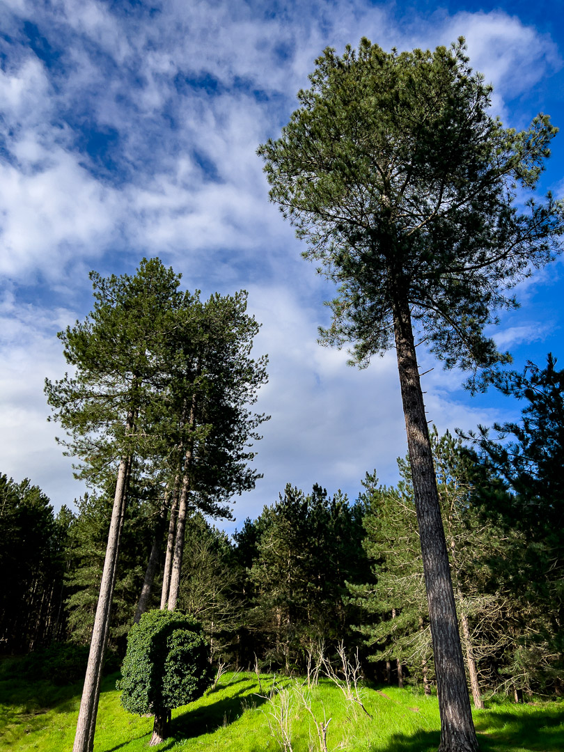England – Rendlesham Forest
