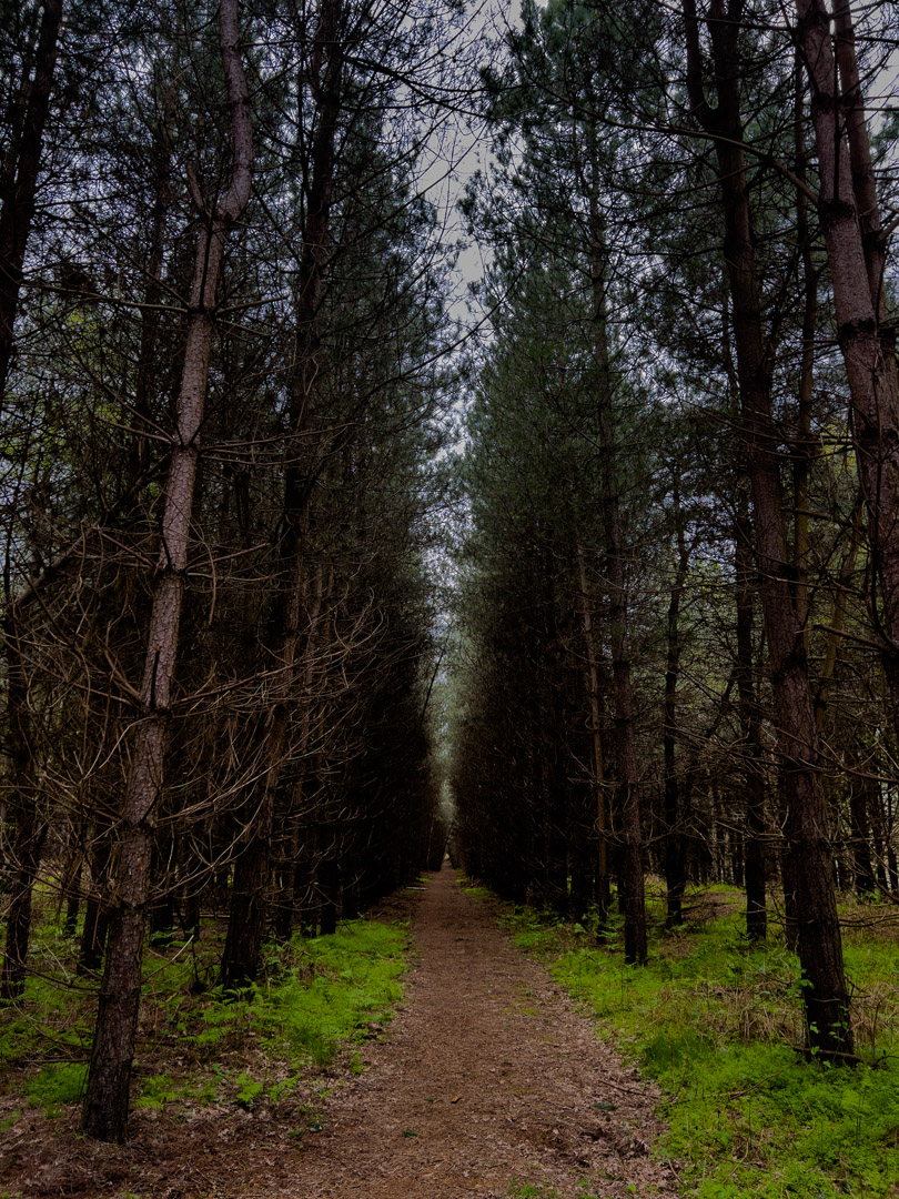 England – Rendlesham Forest