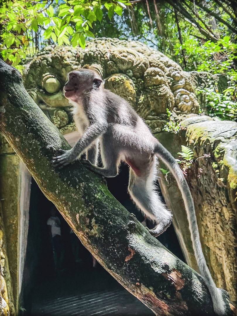 Indonesia – Bali – Sacred Monkey Forest