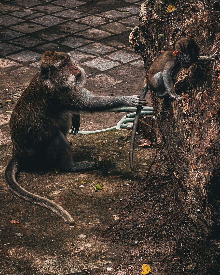 Indonesia – Bali – Sacred Monkey Forest