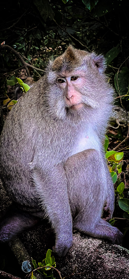 Indonesia – Bali – Sacred Monkey Forest