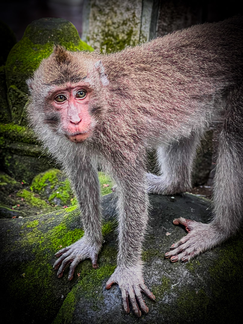 Indonesia – Bali – Sacred Monkey Forest