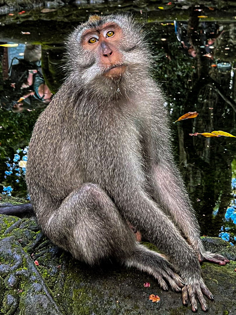 Indonesia – Bali – Sacred Monkey Forest