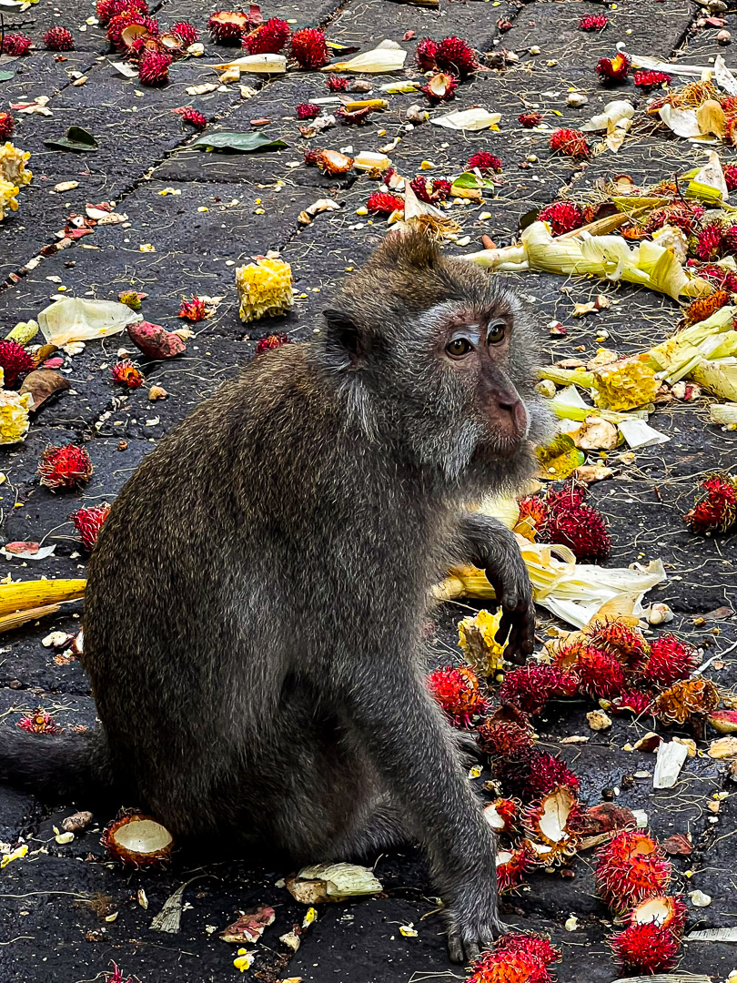 Indonesia – Bali – Sacred Monkey Forest