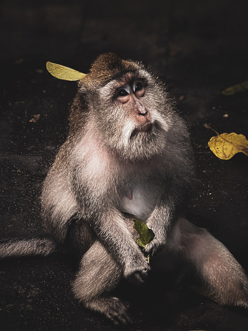 Indonesia – Bali – Sacred Monkey Forest