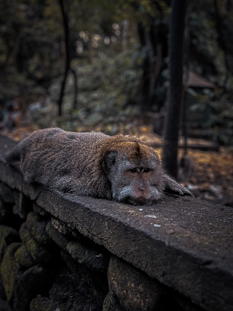 Indonesia – Bali – Sacred Monkey Forest