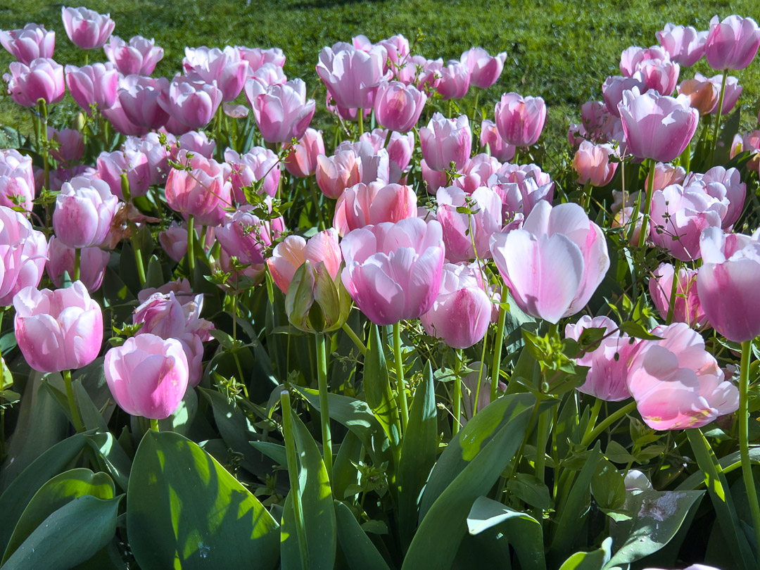 Türkiye – İstanbul – Gülhane Park