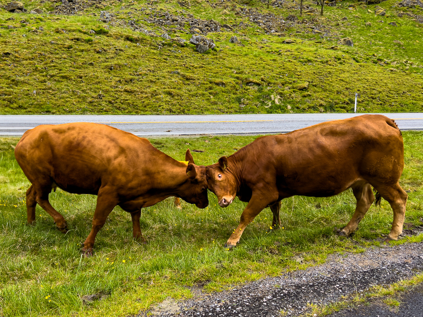 Norway – Byrkjelo