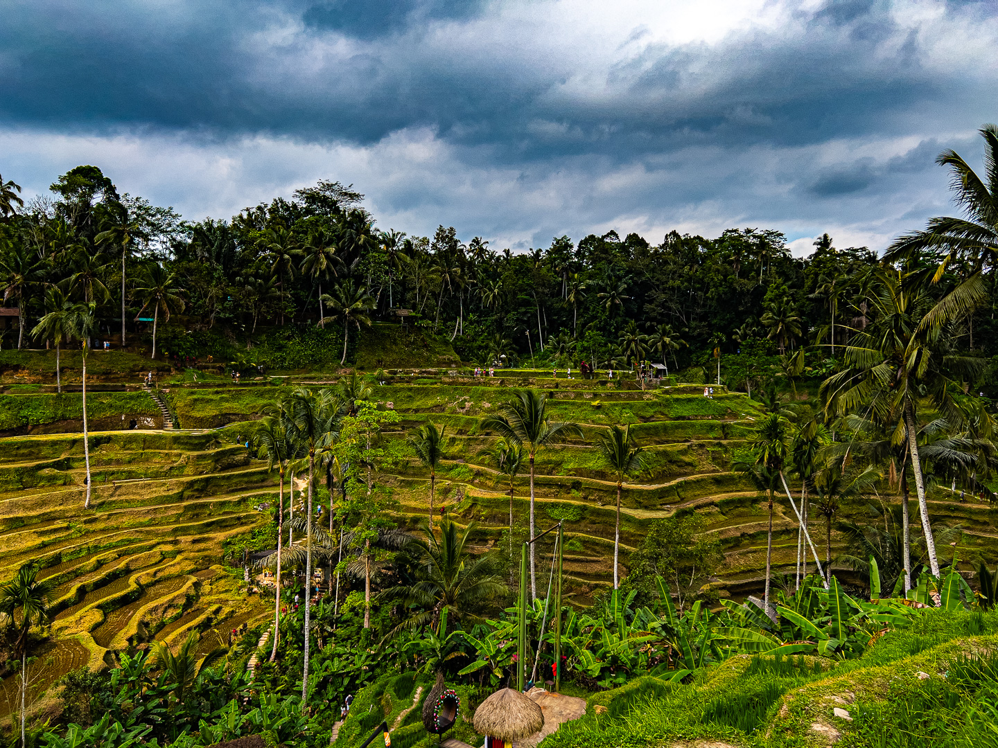 Indonesia – Bali – Tegalalang Rice Terrace