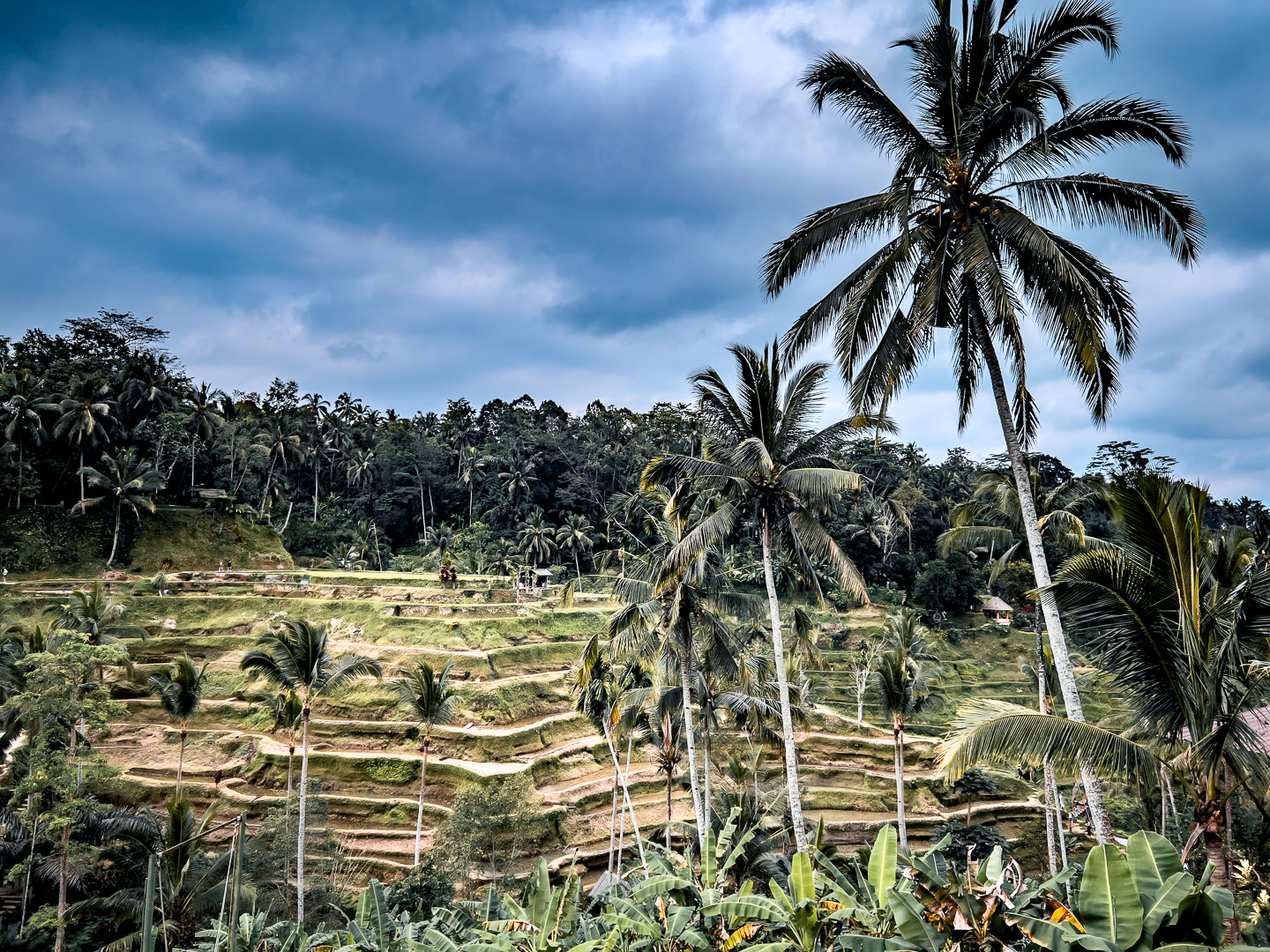 Indonesia – Bali – Tegalalang Rice Terrace