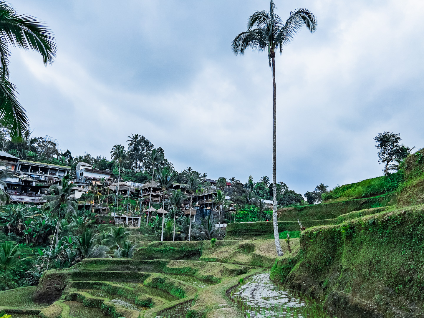 Indonesia – Bali – Tegalalang Rice Terrace