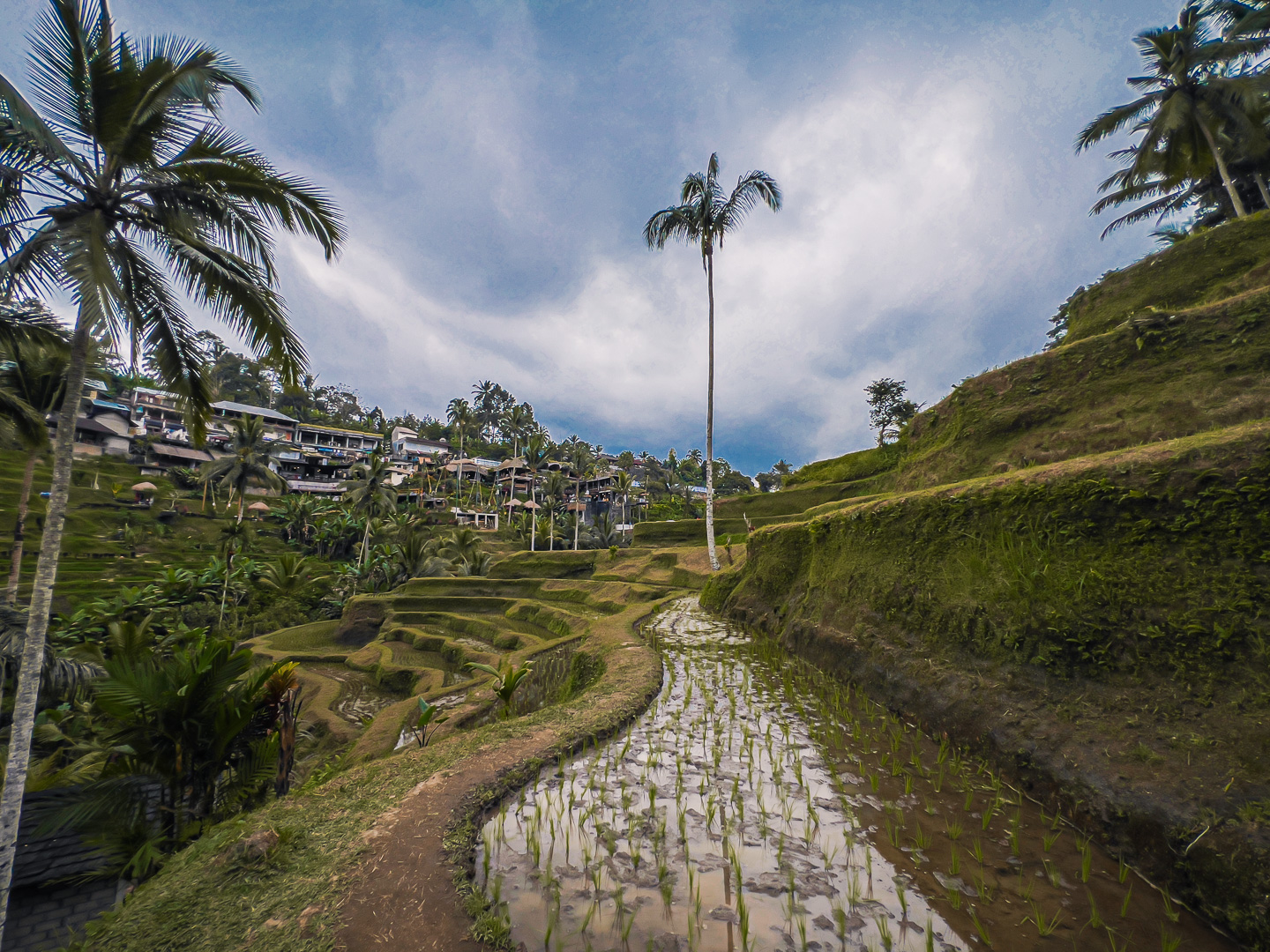 Indonesia – Bali – Tegalalang Rice Terrace