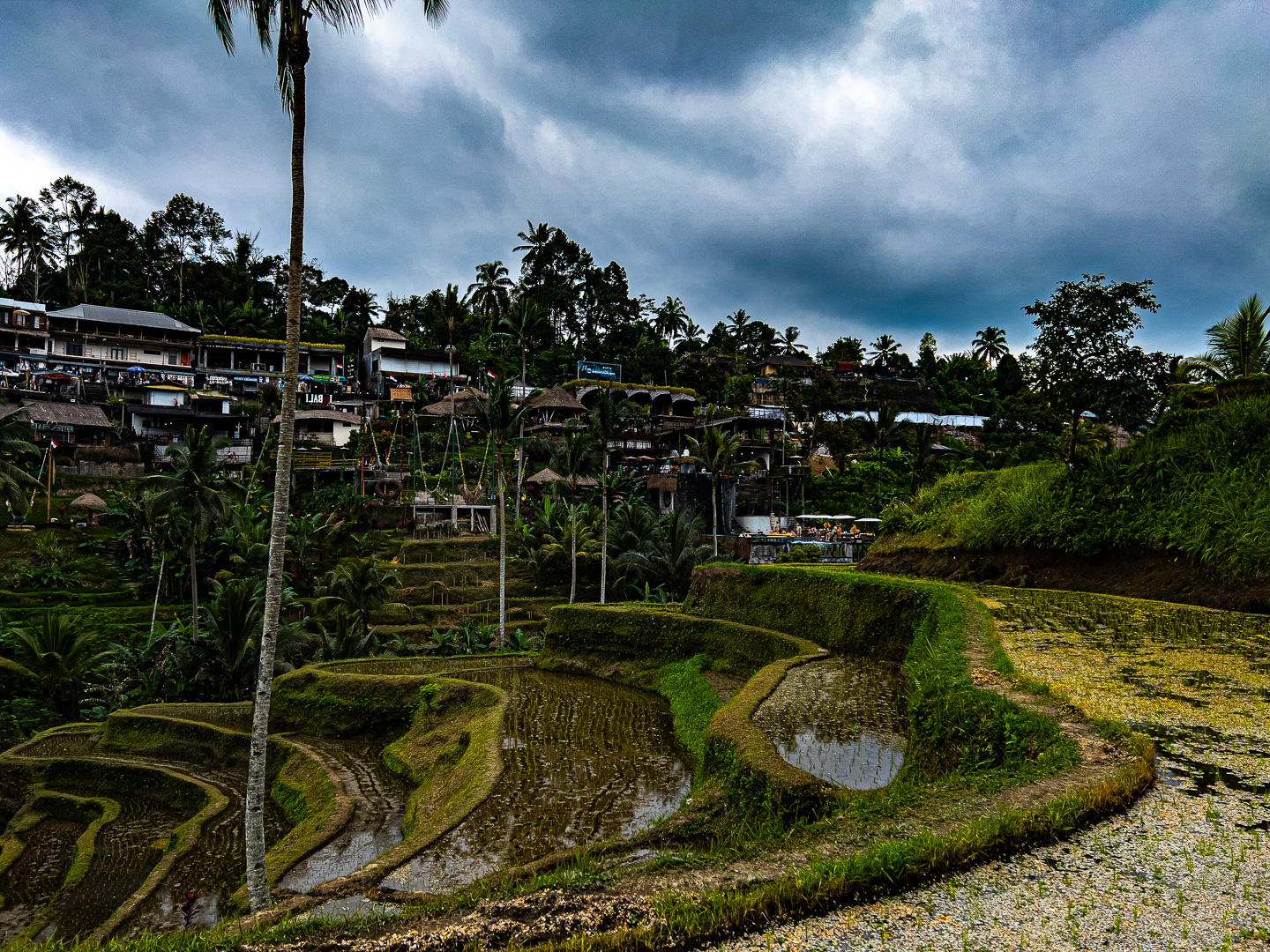 Indonesia – Bali – Tegalalang Rice Terrace