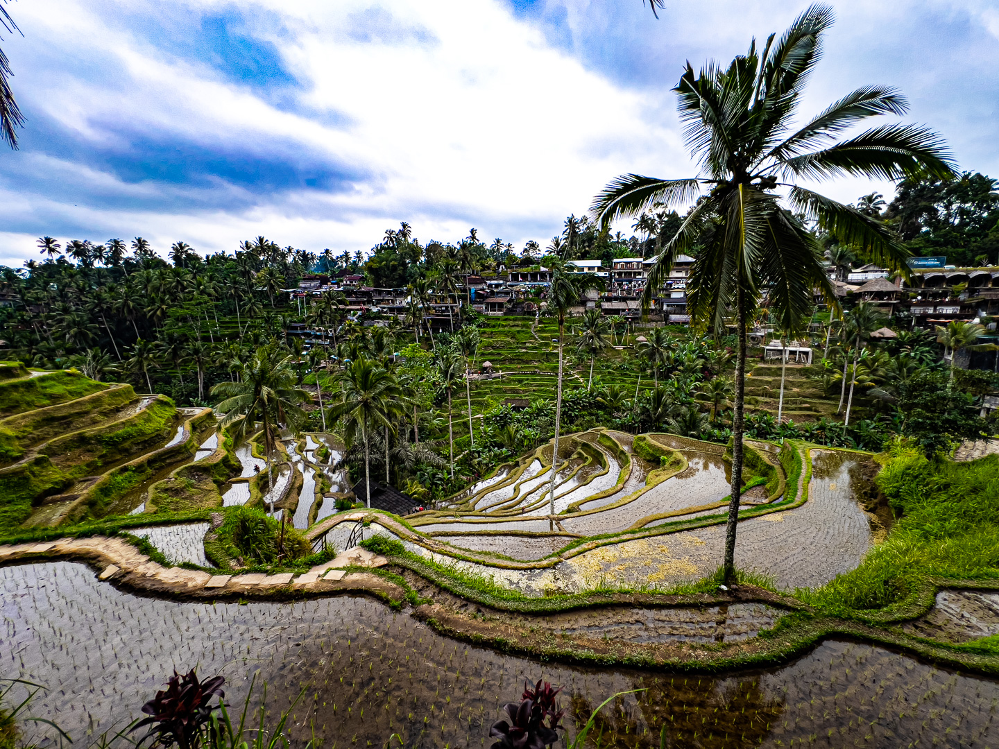 Indonesia – Bali – Tegalalang Rice Terrace