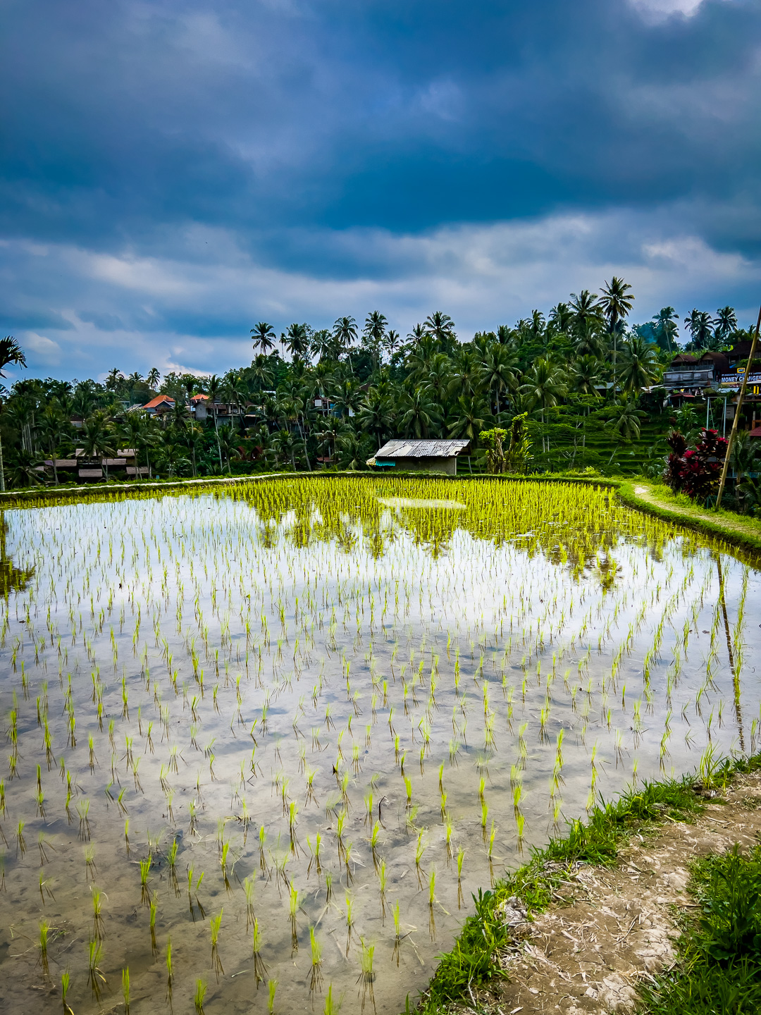 Indonesia – Bali – Tegalalang Rice Terrace