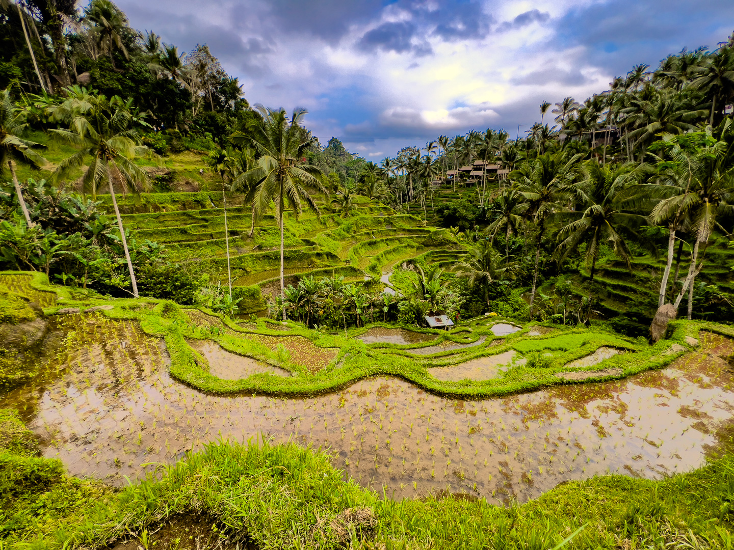 Indonesia – Bali – Tegalalang Rice Terrace